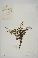 藏品(海南鐵角蕨)的圖片