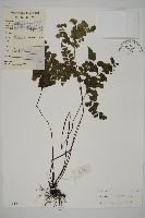 藏品(扇葉鐵線蕨)的圖片