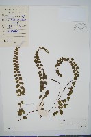 藏品(圓葉陵齒蕨)的圖片