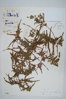 藏品(狹葉海金沙)的圖片