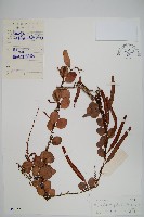 藏品(抱樹蓮)的圖片