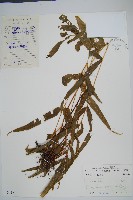 藏品(箭葉鱗始蕨)的圖片