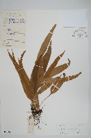 藏品(瓊越線蕨)的圖片