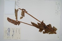 藏品(長葉腎蕨)的圖片
