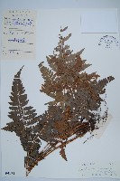 藏品(海南複葉耳蕨)的圖片