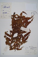 藏品(菜蕨)的圖片