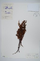 藏品(薄葉碎米蕨)的圖片