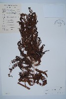 藏品(金狗毛蕨)的圖片