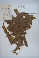 藏品(三角脈鳳尾蕨)的圖片