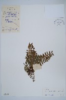 藏品(密毛毛蕨)的圖片