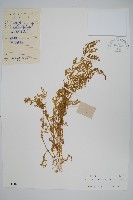 藏品(翠雲草、藍草)的圖片