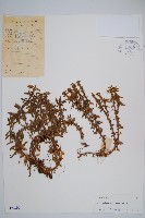 藏品(千層塔)的圖片