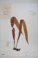 藏品(大星蕨)的圖片