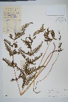 藏品(天草鳳尾蕨)的圖片