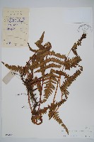 藏品(耳羽紫柄蕨)的圖片