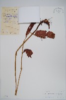 藏品(紅色新月蕨)的圖片