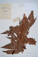 藏品(日本狗脊蕨)的圖片