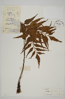 藏品(鐮葉鐵角蕨)的圖片