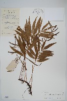 藏品(橢圓線蕨)的圖片