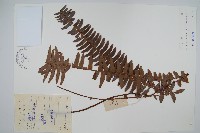 藏品(腎蕨)的圖片