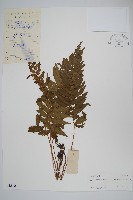 藏品(溪邊假毛蕨)的圖片