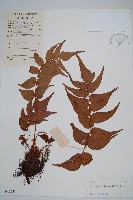 藏品(全緣貫眾蕨)的圖片