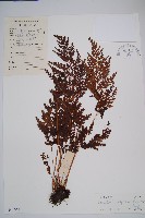 藏品(闊片鳥蕨)的圖片