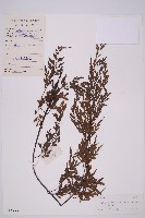 藏品(大黑柄鐵角蕨、黃鱗鐵角蕨、大羽鐵角蕨)的圖片