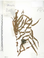 藏品(鱗蓋鳳尾蕨)的圖片