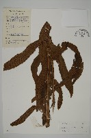 藏品(翅柄三叉蕨)的圖片