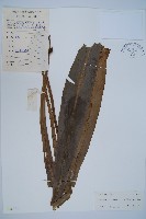 藏品(長葉巢蕨)的圖片