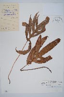 藏品(崇澍蕨)的圖片