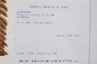 藏品(日本狗脊蕨)的圖片