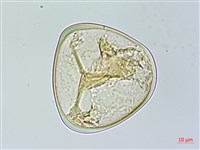 藏品(臺灣金狗毛蕨)的圖片