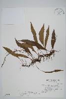 藏品(骨牌蕨)的圖片