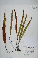 藏品(鱗瓦葦、長柄瓦葦)的圖片