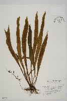 藏品(劍葉鐵角蕨、箭葉鐵角蕨)的圖片