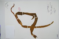 藏品(帶狀瓶爾小草)的圖片