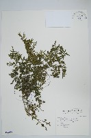 藏品(水蕨)的圖片