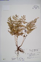 藏品(闊片鳥蕨)的圖片