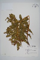 藏品(傅氏鳳尾蕨)的圖片