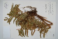 藏品(長葉腎蕨)的圖片