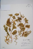 藏品(玉柏)的圖片