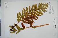 藏品(絨假紫萁、台灣絨假紫萁)的圖片