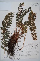 藏品(軟骨耳蕨)的圖片