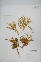 藏品(地刷子)的圖片