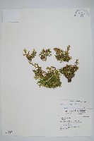 藏品(姬卷柏)的圖片