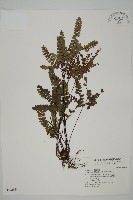 藏品(扇葉鐵線蕨)的圖片