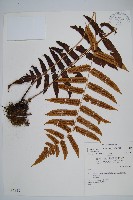 藏品(史氏鱗毛蕨)的圖片