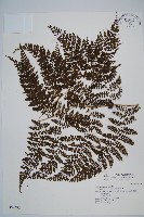 藏品(稀子蕨)的圖片